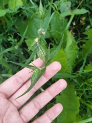 Silene latifolia alba