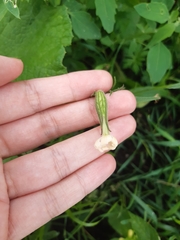 Silene latifolia alba