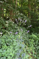 Delphinium exaltatum