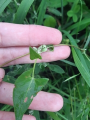 Fallopia convolvulus