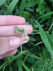 Fallopia convolvulus