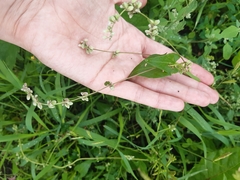 Fallopia convolvulus