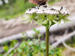 Seseli condensatum