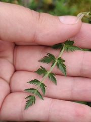 Seseli condensatum