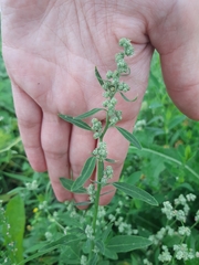 Chenopodium album