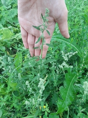 Chenopodium album