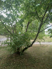 Prunus padus