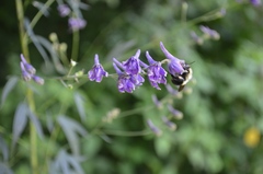Delphinium exaltatum