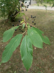 Prunus padus