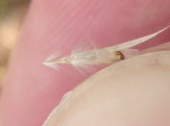 Rytidosperma racemosum