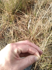 Rytidosperma racemosum