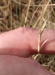 Rytidosperma racemosum