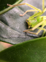 Gnathopalystes taiwanensis