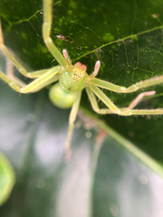 Gnathopalystes taiwanensis