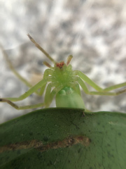 Gnathopalystes taiwanensis