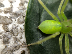 Gnathopalystes taiwanensis