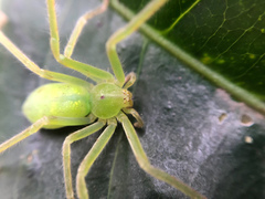 Gnathopalystes taiwanensis