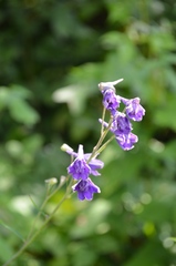 Delphinium exaltatum