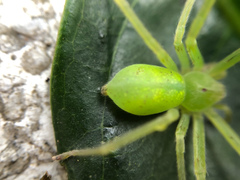 Gnathopalystes taiwanensis