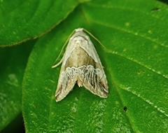 Maliattha separata