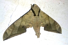 Ambulyx substrigilis