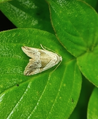 Maliattha separata