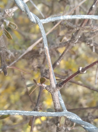 Image of Olearia adenocarpa by (c) Joe Potter Butler, some rights reserved (CC BY)