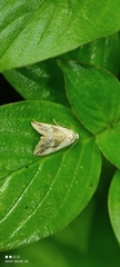 Maliattha separata