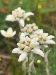Leontopodium ochroleucum