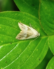 Maliattha separata