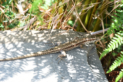 Podarcis muralis albanica