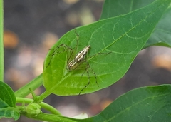 Oxyopes lineatipes