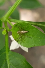 Oxyopes lineatipes