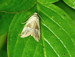 Maliattha separata