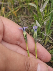 Gentiana prostrata