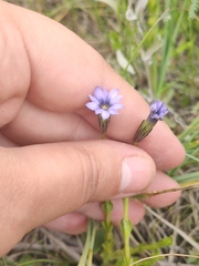 Gentiana prostrata