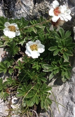 Potentilla clusiana