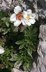 Potentilla clusiana