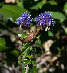 Ceanothus foliosus foliosus