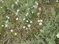 Leontopodium ochroleucum