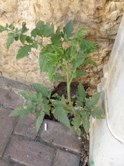 Solanum lycopersicum