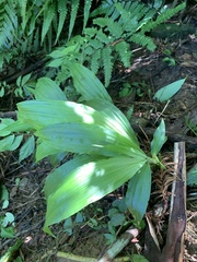 Cephalantheropsis obcordata