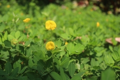 Arachis duranensis