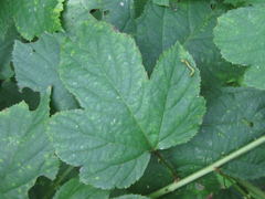 Rubus crataegifolius