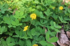 Arachis duranensis