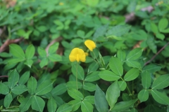 Arachis duranensis