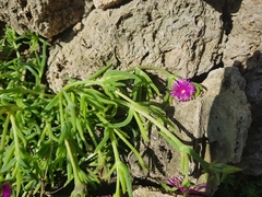Delosperma cooperi