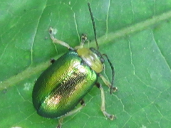 Agelasa nigriceps