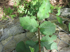 Weigela subsessilis