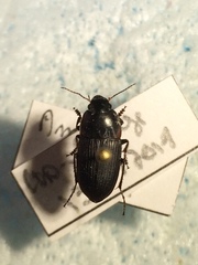 Anisodactylus rusticus